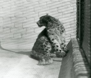 Snow Leopard siedzący na podłodze w londyńskim zoo autorstwa Frederick William Bond