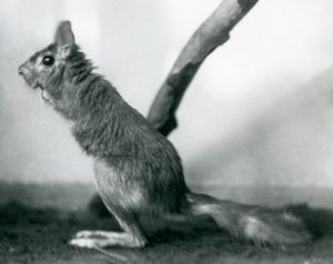 Zając południowoafrykański SpringhareCape Jumping Hare siedzący na gałęzi w swoim wybiegu, londyńskie zoo, grudzień 1925 r. autorstwa Frederick William Bond