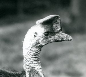 Kazuar południowy w londyńskim zoo, czerwiec 1925 autorstwa Frederick William Bond