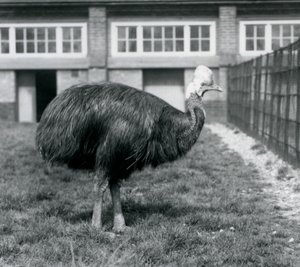Kazuar południowy w londyńskim zoo w czerwcu 1925 r. autorstwa Frederick William Bond