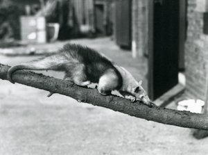 Południowy Tamandua / Mrówkojad obrożny / Mały mrówkojad, idący wzdłuż gałęzi w londyńskim zoo autorstwa Frederick William Bond