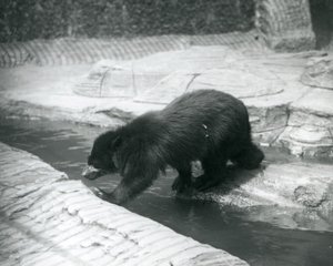Niedźwiedź okularowy lub andyjski przekracza strumień w swoim wybiegu w londyńskim zoo, lipiec 1925 r. autorstwa Frederick William Bond