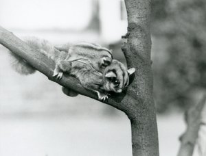 Lotopałanka karłowata na gałęzi z dzieckiem na plecach, londyńskie zoo autorstwa Frederick William Bond