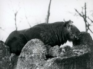 Takin, znany również jako kozica bydlęca lub koza Gnu, odpoczywający na skale, londyńskie zoo, 1925 autorstwa Frederick William Bond