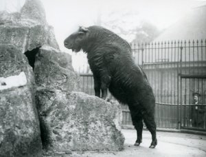 Takin, znany również jako kozica bydlęca lub koza Gnu, stojący prosto z przednimi nogami opartymi na skale, londyńskie zoo autorstwa Frederick William Bond