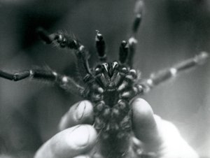 Tarantula trzymana w górze, aby pokazać kły od dołu, londyńskie zoo, październik 1925 r. autorstwa Frederick William Bond