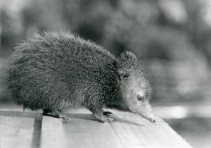 Tenrec w londyńskim zoo w 1929 roku (zdjęcie czarno-białe) autorstwa Frederick William Bond