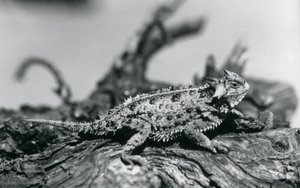 Texas Horned Lizard/Horntoad/Horned Toad/Horny Toad odpoczywający na kłodzie w londyńskim zoo we wrześniu 1928 r. (zdjęcie czarno-białe) autorstwa Frederick William Bond