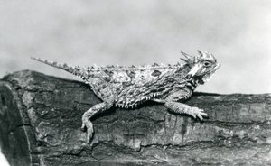 Texas Horned Lizard/ Horntoad/Horned Toad/Horny Toad odpoczywająca na kłodzie w londyńskim zoo w sierpniu 1928 r. (zdjęcie czarno-białe) autorstwa Frederick William Bond