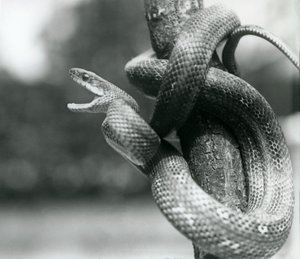 Texas Rat Snake rozdziawiony, zwinięty wokół prawie pionowej gałęzi, londyńskie zoo, sierpień 1928 (zdjęcie czarno-białe) autorstwa Frederick William Bond