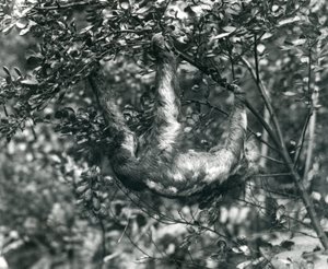 Leniwiec trójpalczasty zwisający z liściastej gałęzi w londyńskim zoo. Sierpień 1920. autorstwa Frederick William Bond