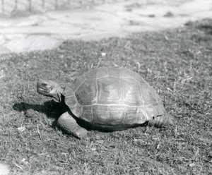Żółw stojący na trawie w londyńskim zoo w 1926 roku (zdjęcie czarno-białe) autorstwa Frederick William Bond