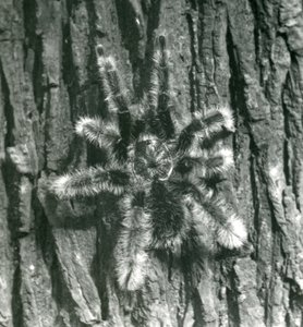 Tarantula Trinidad Chevron na korze pnia drzewa, londyńskie zoo, październik 1926 autorstwa Frederick William Bond