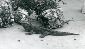Tuatara w londyńskim zoo w 1927 roku autorstwa Frederick William Bond