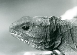 Tuatara w londyńskim zoo w 1928 roku (zdjęcie czarno-białe) autorstwa Frederick William Bond