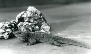 Tuatara, leżący przed skałą, w londyńskim zoo w 1928 roku (zdjęcie czarno-białe) autorstwa Frederick William Bond