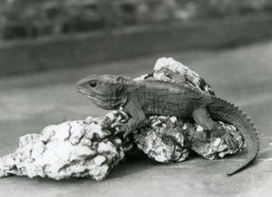 Tuatara, leżący na skale, w londyńskim zoo w 1929 roku (zdjęcie czarno-białe) autorstwa Frederick William Bond