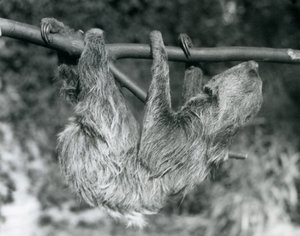 Leniwiec dwupalczasty wiszący na ściętej gałęzi, londyńskie zoo, 1927 r. autorstwa Frederick William Bond