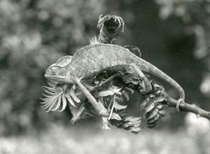 Ukryty lub jemeński kameleon trzyma się końca liściastej gałęzi chwytnym ogonem, Londyńskie Zoo, czerwiec 1924 autorstwa Frederick William Bond