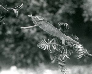 Ukryty lub jemeński kameleon stoi na jednej liściastej gałęzi i wyciąga rękę w kierunku drugiej, londyńskie zoo, czerwiec 1924 autorstwa Frederick William Bond