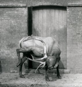 Jeleń WapitiElk stojący na swoim wybiegu w londyńskim zoo we wrześniu 1927 r. autorstwa Frederick William Bond