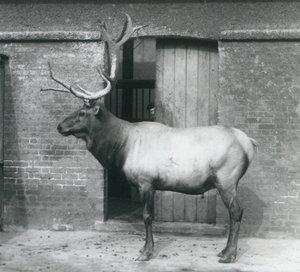 Jeleń WapitiElk stojący na swoim wybiegu w londyńskim zoo we wrześniu 1927 r. autorstwa Frederick William Bond