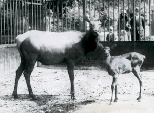 Wapiti/Elk z jelonkiem na wybiegu z gośćmi patrzącymi przez bary, londyńskie zoo autorstwa Frederick William Bond