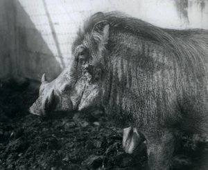 Guziec stojący w błocie, londyńskie zoo, 1927 autorstwa Frederick William Bond
