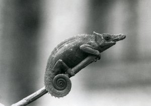 Dwurożny kameleon z Zachodniej Usambary, londyńskie zoo, 1927 autorstwa Frederick William Bond