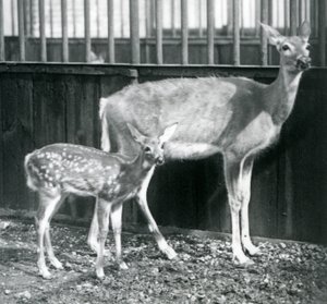 Jeleń dziewiczy z białym ogonem z jelonkiem w londyńskim zoo w sierpniu 1927 r. autorstwa Frederick William Bond
