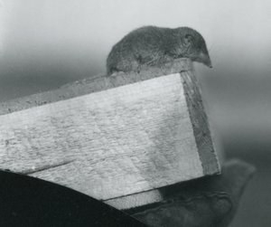 Ryjówka białoozębna spoglądająca w dół przez krawędź drewnianego pudełka, trzymana przez opiekuna w rękawiczce, londyńskie zoo, kwiecień 1917 autorstwa Frederick William Bond
