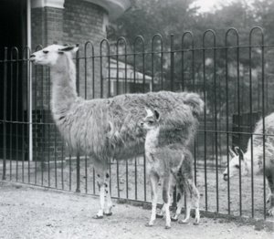 Mała lama lub Cria z mamą w londyńskim zoo, 1926 autorstwa Frederick William Bond