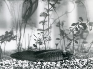 Czarna aksolotl/meksykańska salamandra spoczywająca na żwirze na dnie zbiornika w londyńskim zoo w 1928 r. (zdjęcie czarno-białe) autorstwa Frederick William Bond