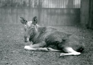 Byk ElkMoose, pokazujący blizny po niedawno zrzuconych rogach, leżący w londyńskim zoo, styczeń 1926 autorstwa Frederick William Bond