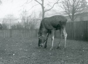 Byk Łoś/Łoś stoi na swoim padoku i sięga w kierunku trawy, londyńskie zoo, styczeń 1926 (zdjęcie czarno-białe) autorstwa Frederick William Bond