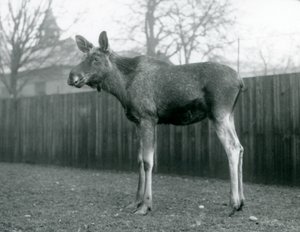 Byk Łoś Łoś z ranami niedawno zrzuconych poroży, stojący w londyńskim zoo, styczeń 1926 r. autorstwa Frederick William Bond