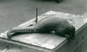 Krytycznie zagrożony łuskowiec chiński spoglądający w dół przez krawędź drewnianej skrzyni, na której siedzi, londyńskie zoo, lipiec 1925 autorstwa Frederick William Bond