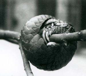 Krytycznie zagrożony chiński łuskowiec odpoczywający, zwinięty wokół poziomej gałęzi, londyńskie zoo, przed 1930 r autorstwa Frederick William Bond