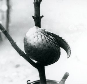 Krytycznie zagrożony chiński łuskowiec odpoczywający, zwinięty wokół pionowej gałęzi, londyńskie zoo, lipiec 1925 autorstwa Frederick William Bond