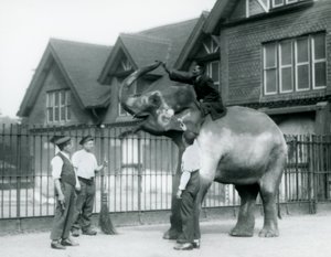 Udekorowany słoń indyjski, z trzema opiekunami i trenerem, przed Elephant House w londyńskim zoo w 1927 r. autorstwa Frederick William Bond