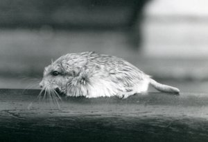 Myszoskoczek gruboogoniasty / duprasi, londyńskie zoo, lipiec 1925 (zdjęcie czarno-białe) autorstwa Frederick William Bond