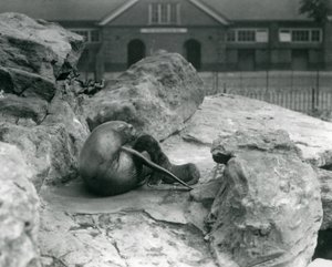 Samica lwa morskiego kalifornijskiego leżąca na skalistym tarasie podczas karmienia swojego szczeniaka, londyńskie zoo, lipiec 1925 autorstwa Frederick William Bond