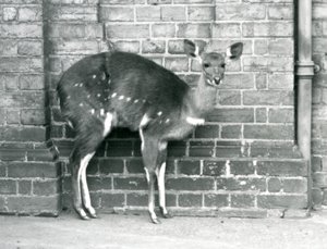Samica Cape BushbuckImbabala stojąca pod ścianą w londyńskim zoo w październiku 1927 roku. autorstwa Frederick William Bond
