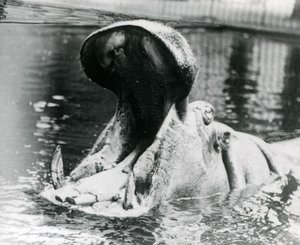 Samica hipopotama „Guy Fawkes” ziejąca w basenie w londyńskim zoo około 1900 roku. „Guy Fawkes” urodził się matce „Adhela” 5 listopada 1872 r. autorstwa Frederick William Bond