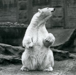 Samica niedźwiedzia polarnego siedząca na zadzie na tarasach Mappin w londyńskim zoo we wrześniu 1928 r. autorstwa Frederick William Bond
