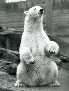 Samica niedźwiedzia polarnego siedząca na zadzie na tarasach Mappin w londyńskim zoo we wrześniu 1928 r. autorstwa Frederick William Bond