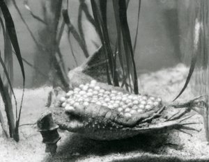 Samica ropuchy surinamskiej z jajami osadzonymi w skórze pleców, londyńskie zoo autorstwa Frederick William Bond