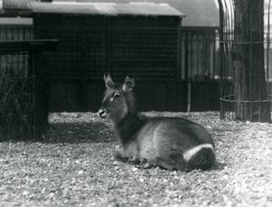 Samica Kobus ellipsiprymnus, siedząca w swoim wybiegu w londyńskim zoo, czerwiec 1924 autorstwa Frederick William Bond