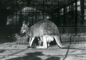Samica łania lotnika Jill Red Kangur ze swoim młodym lub Joey w jej woreczku, Londyńskie Zoo, 1922 autorstwa Frederick William Bond