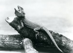 Ziejący brodaty smok trzymający się kłody, londyńskie zoo, sierpień 1928 (zdjęcie czarno-białe) autorstwa Frederick William Bond